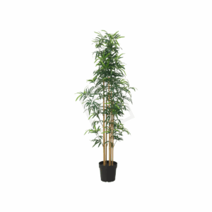 Kamerplant - 175cm